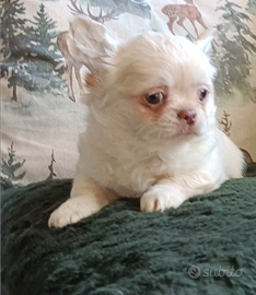 Chihuahua pelo lungo Pedigree ENCI