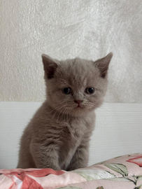Cucciolata di Scottish Fold e Straight