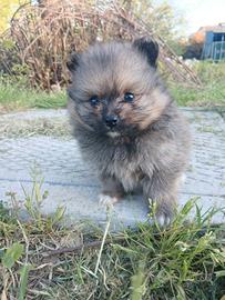 Spitz di pomerania maschio