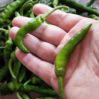 Friariello Napoletano (friggitello)