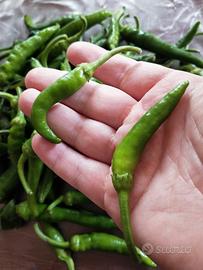 Friariello Napoletano (friggitello)