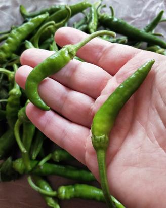 Friariello Napoletano (friggitello)