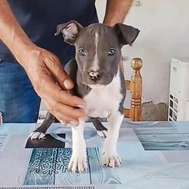 CUCCIOLO DI AMSTAFF