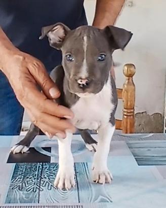 CUCCIOLO DI AMSTAFF