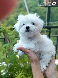 3 Cuccioli Maltese