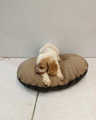 Cuccioli di cocker spaniel