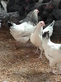 Sussex galline ovaiole