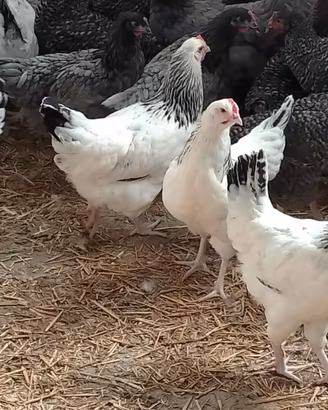 Sussex galline ovaiole