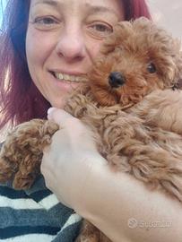 Barboncino toy red pedigree Enci