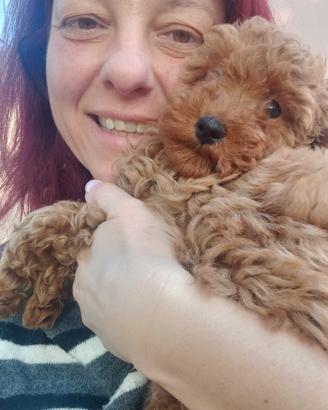 Barboncino toy red pedigree Enci