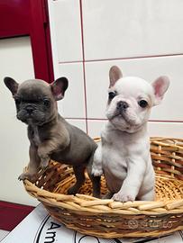 Bulldog Francese Cuccioli strepitosi