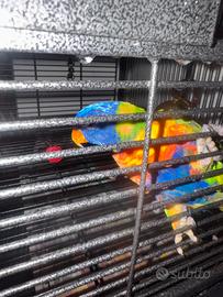 Animali