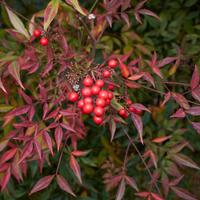 Piante di Nandina 