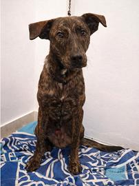 Cucciolone maschio meticcio in adozione