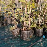 piante di carrubo selcatico