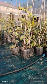 piante di carrubo selcatico