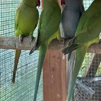 Pappagalli parrocchetti dal collare verdi sessati