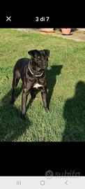 cane corso