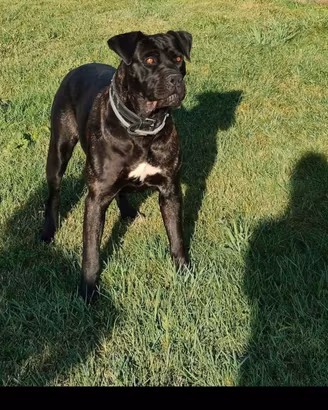 cane corso