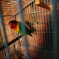 Inseparabile fischer