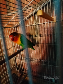 Inseparabile fischer