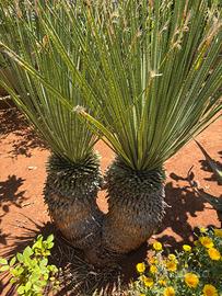 Palma Dasylirion Serratifolium