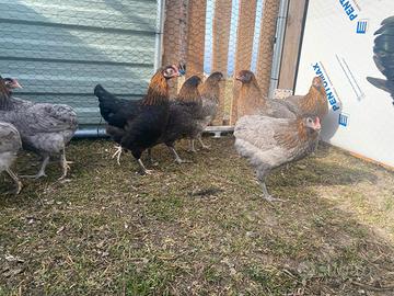Marans