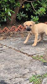 Cuccioli di cane corso