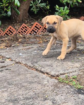 Cuccioli di cane corso