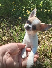 Chihuahua maschio