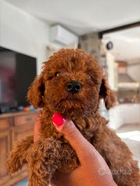 cuccioli di barboncino 