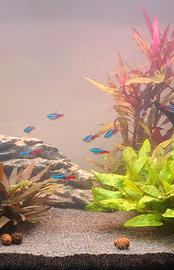 Pesce Neon