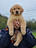 cuccioli-di-golden-retriever-americano-femminucce