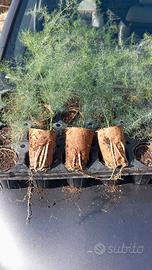 Piante asparago selvatico 