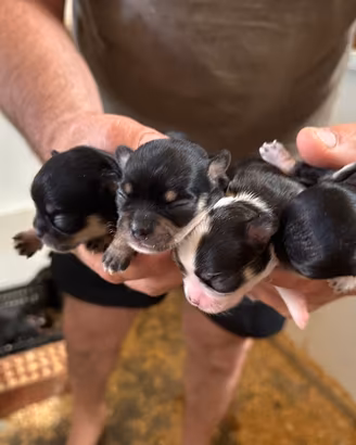 Cuccioli di chihuahua 