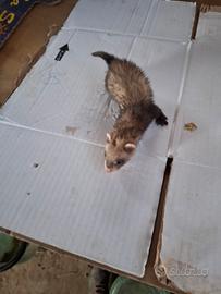 Furetti