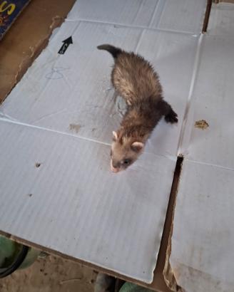 Furetti