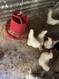 Galletto e galline nane