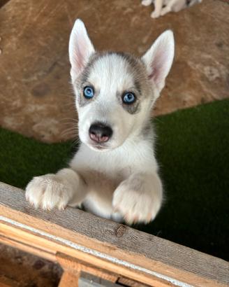 Cuccioli Siberian Husky