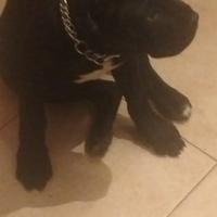 Cucciola di 4 mesi di cane corso