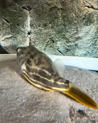 Pesce palla