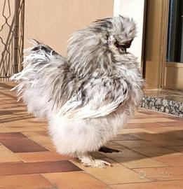 Gallo Moroseta colore splash