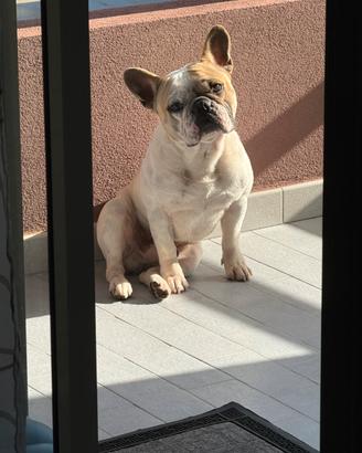 Bulldogfrancese