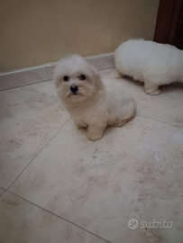 Maltese coreano