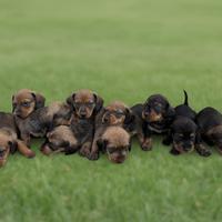 Bassotto tedesco pelo duro