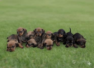Bassotto tedesco pelo duro