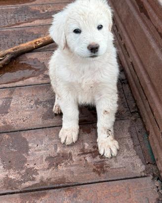 splendido cucciolo pastore maremmano