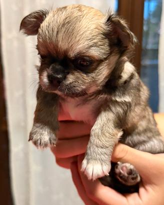 Chihuahua pelo lungo butterfly