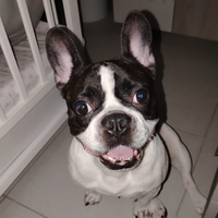 Bulldog francese padrone esperto