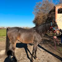 Vendesi cavallo arabo documenti anica